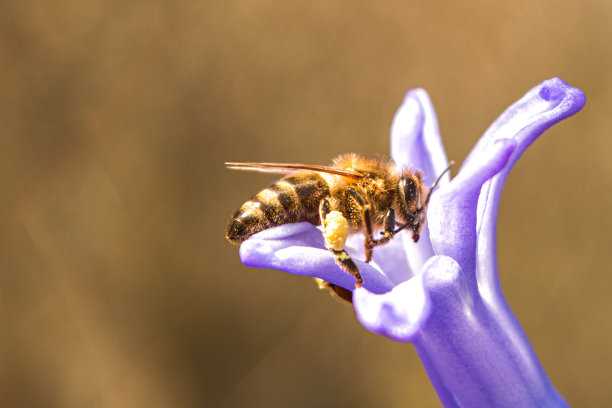 一只蜜蜂在草地上采集紫色花朵的花粉花蜜图片下载