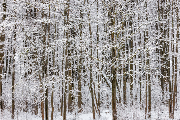 冰冻的树木覆盖在多云的冬天天，全帧背景图片下载