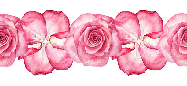 无缝边界水彩粉红色玫瑰花瓣孤立在白色背景。手绘植物花卉情人节或3月8日春天。妇女节快乐。婚礼庆典邀请图片下载