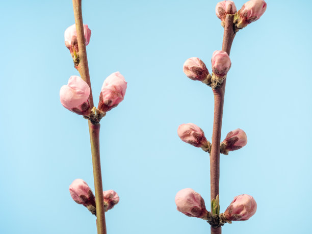 蓝色背景下的桃花盛开照片图片下载