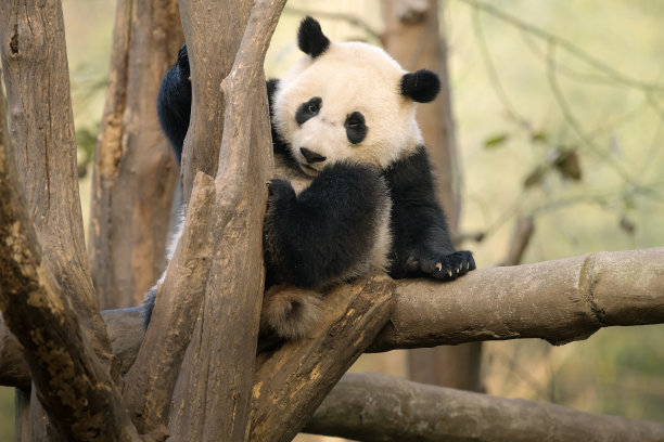 成都大熊猫在树上图片下载