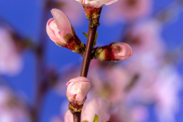 蓝色背景下的桃花盛开照片图片下载