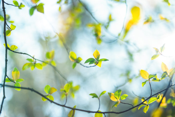春天的觉醒素材图片