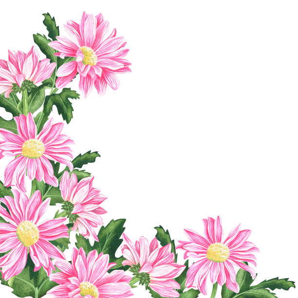 菊花框架。水彩的插图。孤立在一个白色的背景。为你设计图片下载