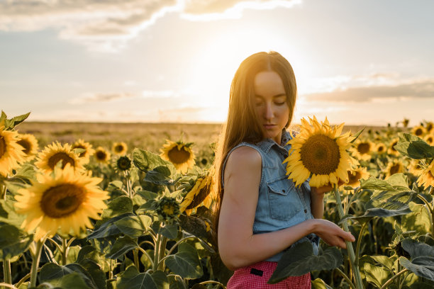 年轻女子在向日葵田的中央，夕阳下，美丽的光线图片下载