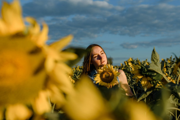 年轻女子在向日葵田的中央，夕阳下，美丽的光线图片下载