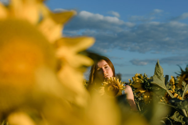 年轻女子在向日葵田的中央，夕阳下，美丽的光线图片下载