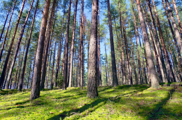 针叶林图片下载