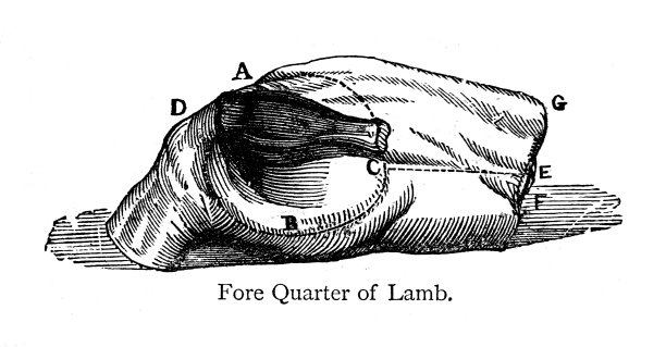 维多利亚时期的黑白肉制品雕刻;一侧的前半部的羔羊;沃恩的烹饪和家政书，1860图片下载