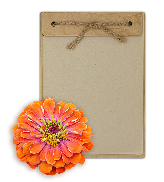 笔记本与空纸空白和橙色花孤立在白色的背景图片下载