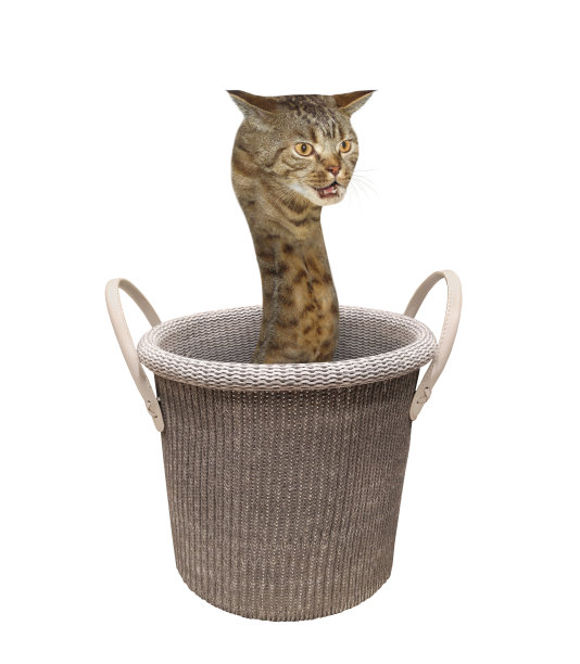 猫蛇在编织篮里图片下载