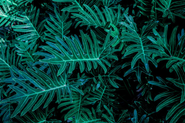 热带蕨类植物叶子背景的特写自然视图图片下载