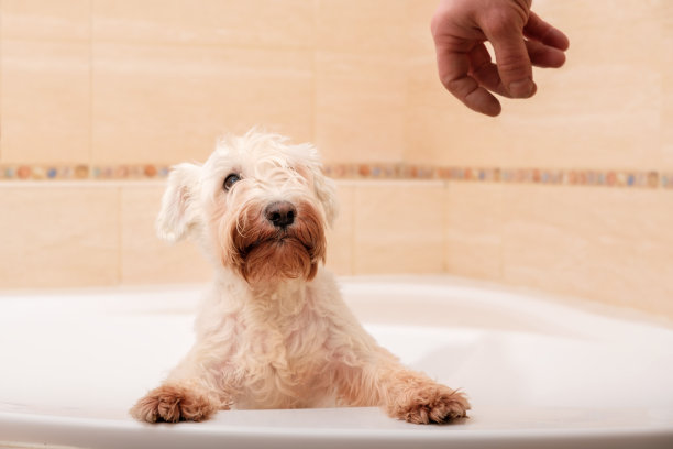一只迷你雪纳瑞狗站在浴室里，恐惧地看着男人的手，不敢洗澡。图片下载