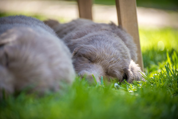 这是一只长毛魏玛拉犬在夏日花园里睡觉的照片。这只小狗有一件灰色的外套。纯种长毛魏玛拉犬。图片下载