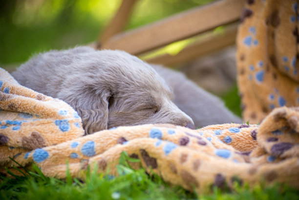 这张照片拍摄的是一只长毛的魏玛拉犬，它正在花园里的橘色狗毯上睡觉。这只小狗有一件灰色的外套。纯种长毛魏玛拉犬。图片下载