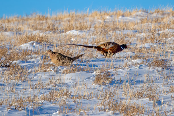 在雪天寒冷的蒙大拿，野鸡在快速地行走和进食图片下载