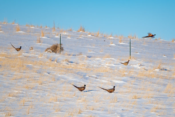 在大雪纷飞的蒙大拿，野鸡在飞翔图片下载