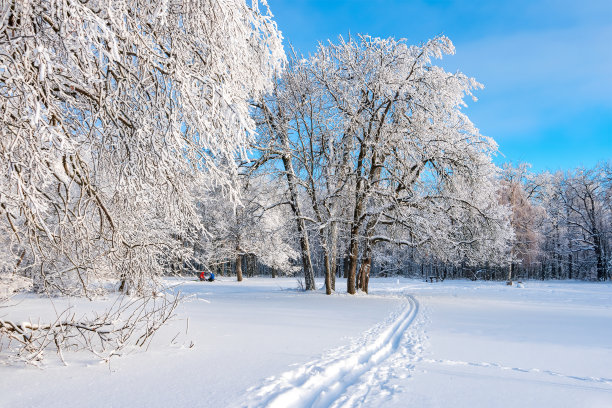 冬季雪山森林滑雪背景。冬雪橡树林风光。霜冻的日子，平静的冬日景象。滑雪胜地。野生区域的伟大图片图片下载