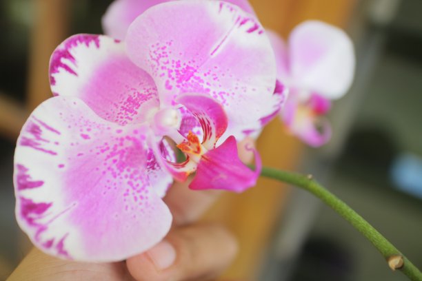 美丽的兰花在房前盛开图片下载