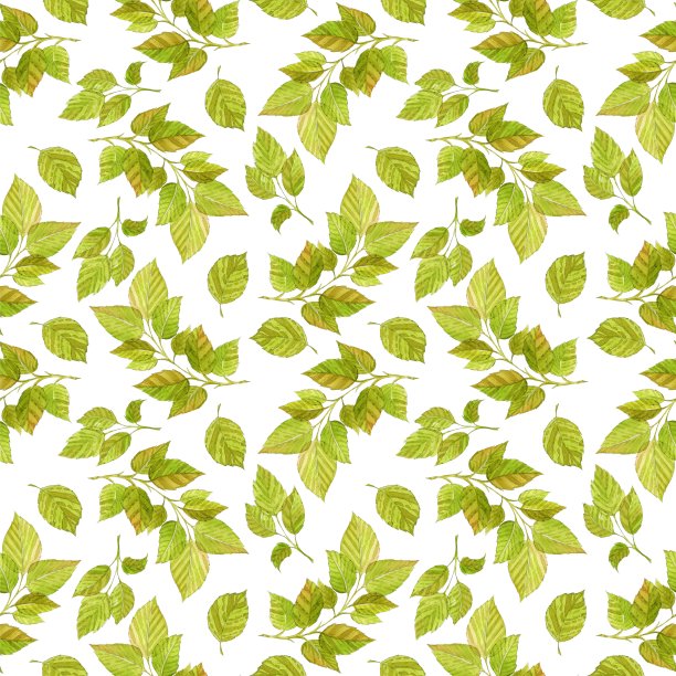 绿色装饰树枝与叶子在白色的背景。无缝模式。水彩绘画、素描图片下载