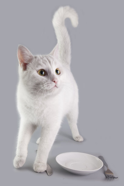 一只白色的成年猫正等着从盛着食物的盘子里被喂食图片下载