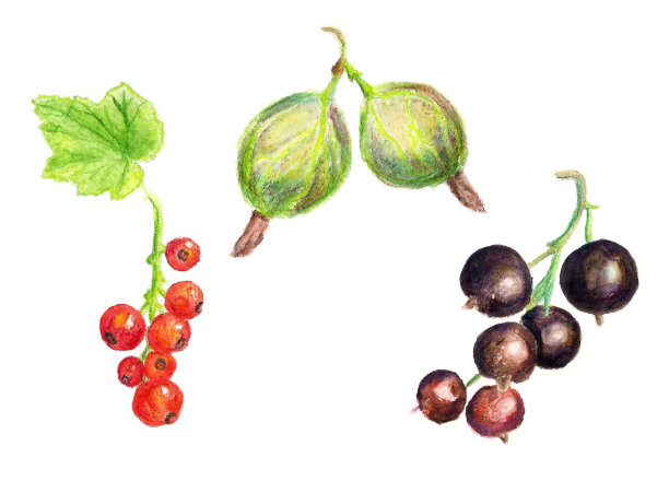 水彩浆果图片下载