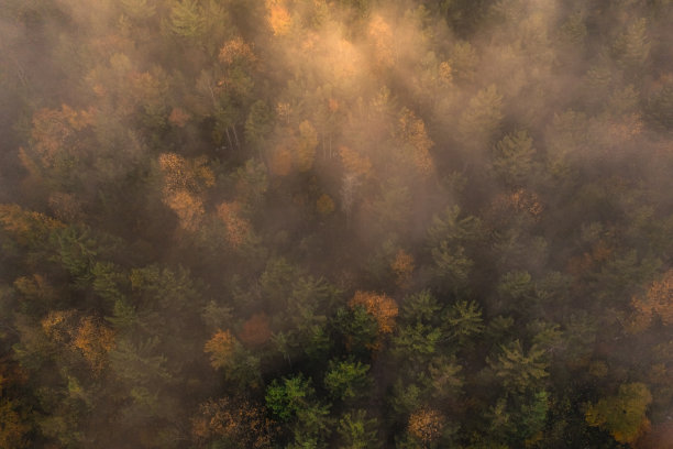 潮湿而健康的森林是我们星球的肺。图片下载