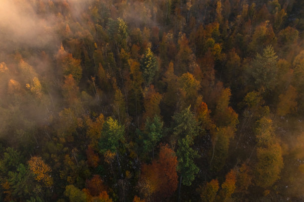 潮湿而健康的森林是我们星球的肺。图片下载