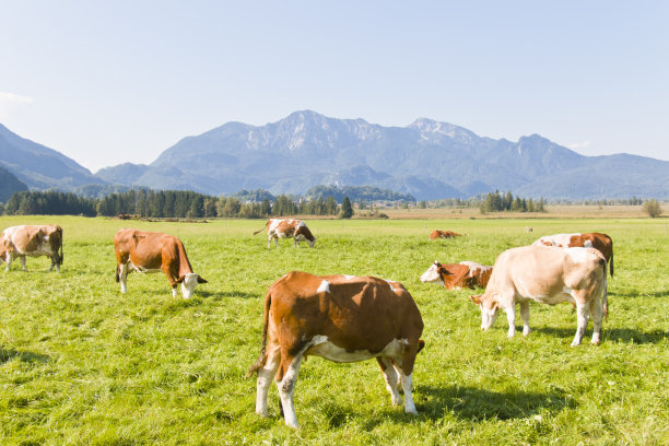 放牧牛群的高山景观图片下载