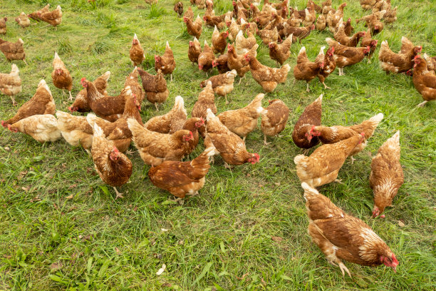 自由放养的快乐鸡图片下载