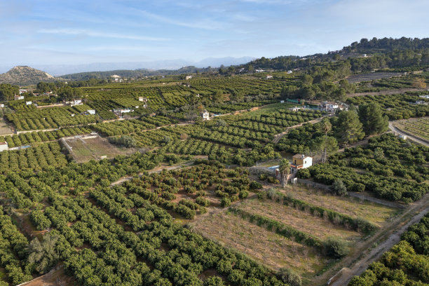 巴伦西亚的橘子种植园图片下载