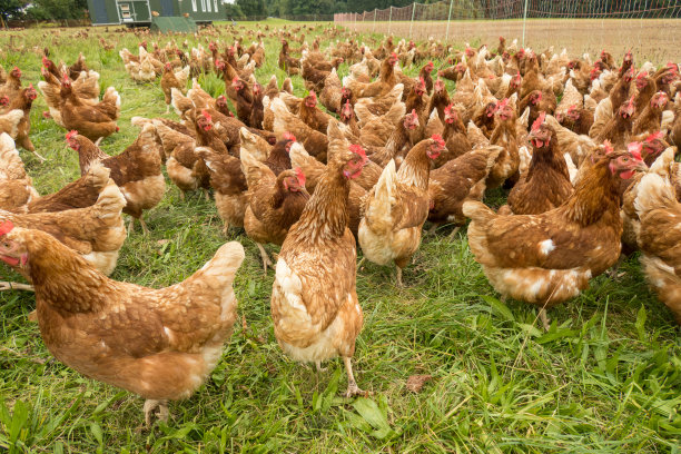 自由放养的快乐鸡图片下载