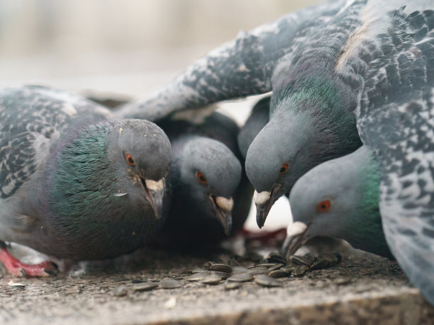 城市鸽子在城市街道上啄食葵花籽。图片下载