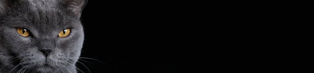 黄色的猫眼，散景照明在黑暗的背景上。猫看。黄眼睛的脸。带有文本空间的水平横幅。图片下载