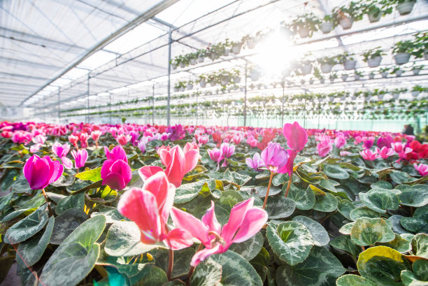 大型花卉温室，美丽的花卉和植物。不同种类的花。图片下载