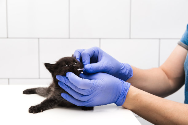 一名兽医在一个白色背景的兽医诊所里检查一只猫的嘴和牙齿。本空间图片下载