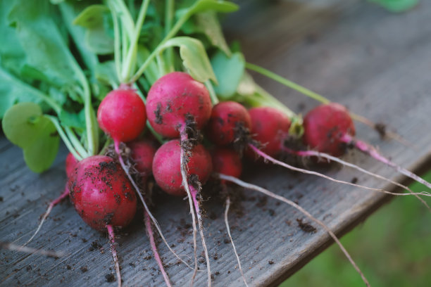 新鲜的有机萝卜蔬菜收获在木制乡村背景图片下载