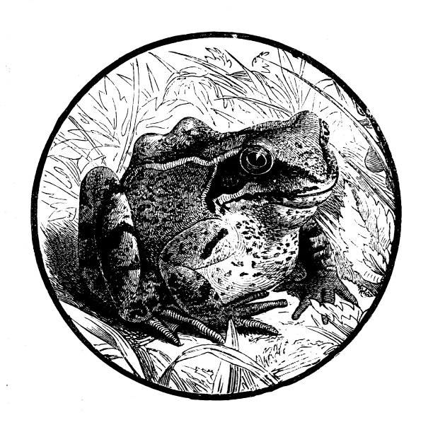维多利亚时代的一篇关于青蛙和蟾蜍的版画。我们自己的宪报1888图片下载