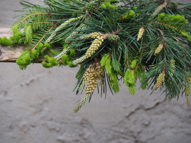 精致的花束与新鲜的松树和云杉树枝在灰色的背景下，复制空间。春天浪漫的图片与针叶树的邀请设计，贺卡，横幅和壁纸图片下载
