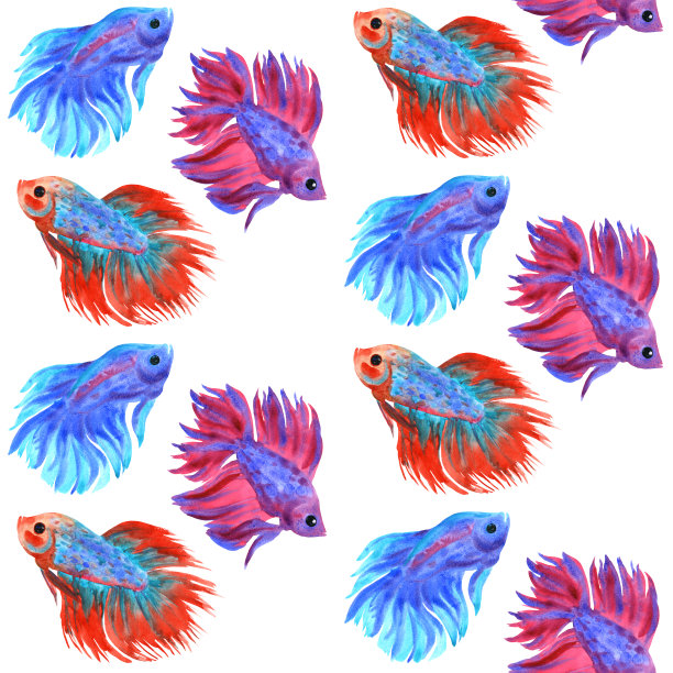 鱼战斗模式。美丽的五彩斑斓的一串红斗鱼。水彩插图。图片下载