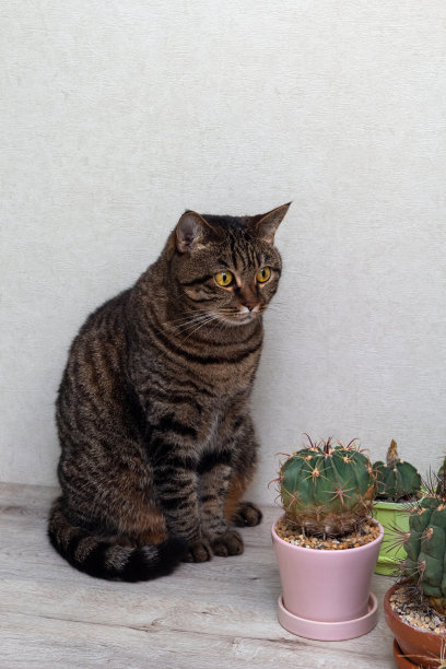 一只成年猫，它坐在桌子上的植物旁边。白色背景与文本空间。图片关于动物的文章，饲料广告。有选择性的重点。图片下载
