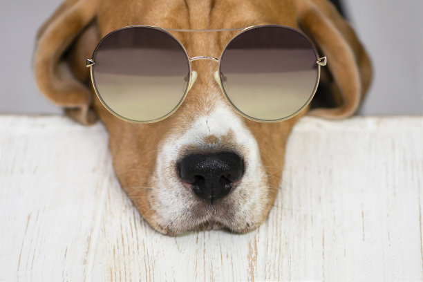 戴着太阳镜的可爱的小猎犬脸图片下载
