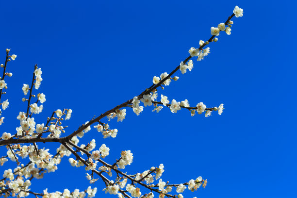 白色的梅花图片下载