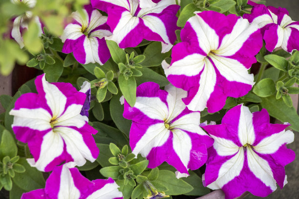 牵牛花抽象照片图片下载