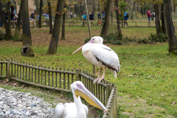 野生动物园里的白鹈鹕图片下载