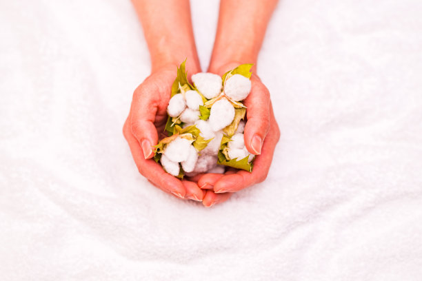 有机棉球收获与国际争议图片下载