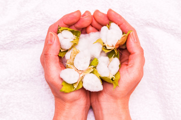 有机棉球收获与国际争议图片下载