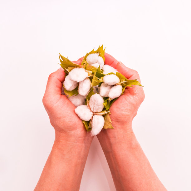 有机棉球收获与国际争议图片下载