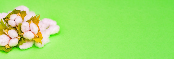 有机棉球收获与国际争议图片下载