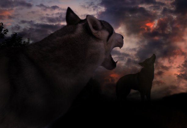 两只狼在阴沉的天空下无私地嗥叫着它们那诡异的歌声图片下载